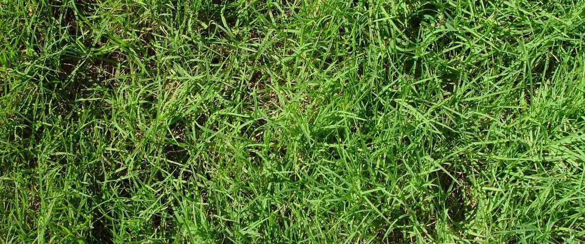 Nullarbor Couch turf close up