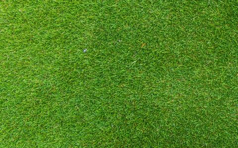 Sir Grange turf close up