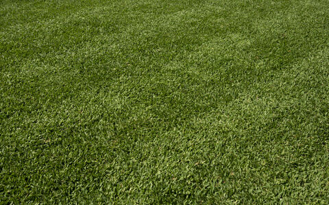 Stampede Hybrid Buffalo turf close up