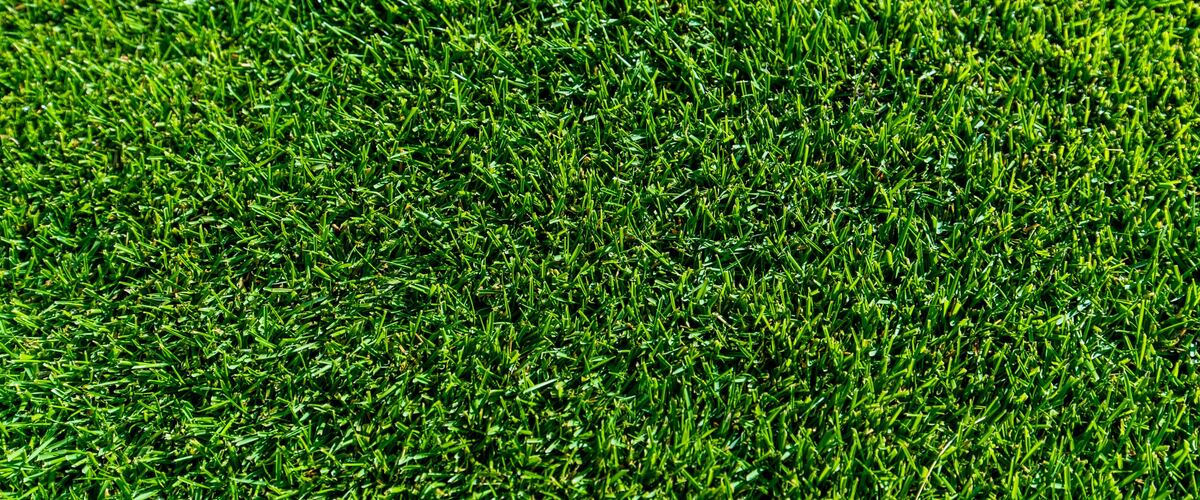 TifTuf Bermuda turf close up