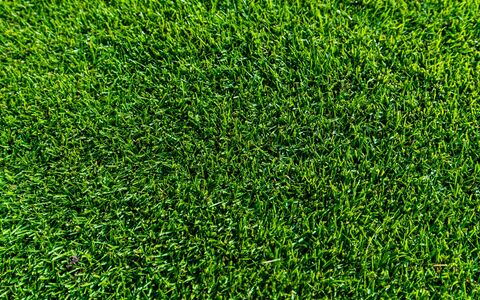 TifTuf Bermuda turf close up