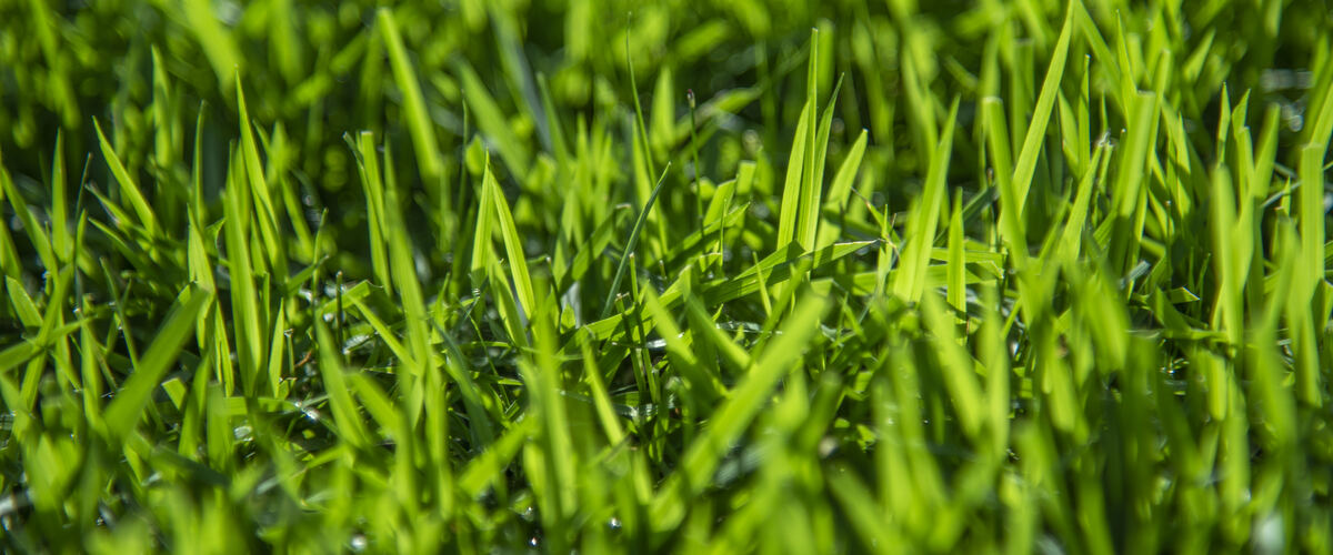 Zoysia Australis turf close up
