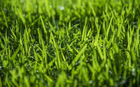Zoysia Australis turf close up